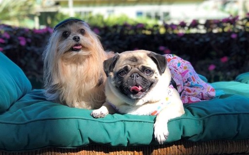 30 Estabelecimentos Pet Friendly Para Visitar Espalhados Pelo Brasil Casa E Jardim Pets