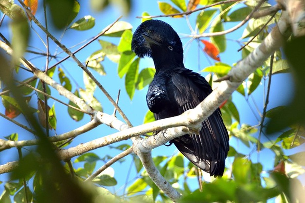 Anambe Preto E Conhecido Tambem Como Passaro Trovao Uma Referencia Ao Canto Fauna G1 Comum download canto novo download canto campainha download 1 download 2 download 3 download 4 download 5 download 6 download. anambe preto ganha apelido de passaro trovao devido ao seu canto