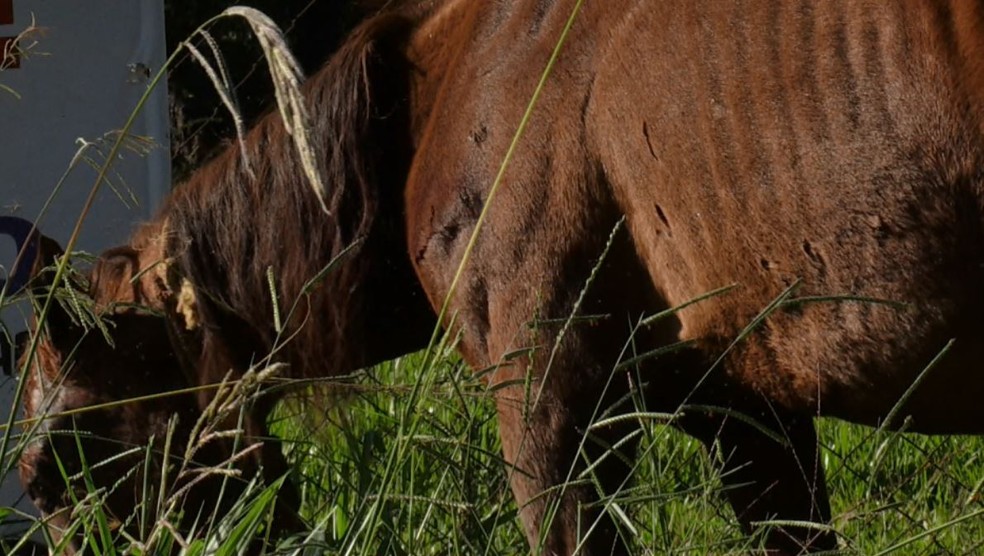 Cavalo foi atacado por felino de grande porte, em Cascavel — Foto: Hugo Mendes/RPC