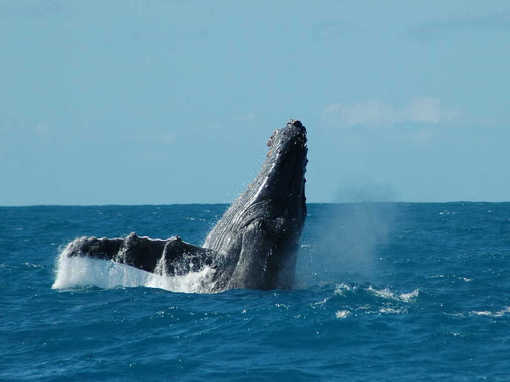 Na imagem acima, baleia jubarte Ã© vista  em Abrolhos (Foto: Banco de Imagens Instituto Baleia Jubarte)