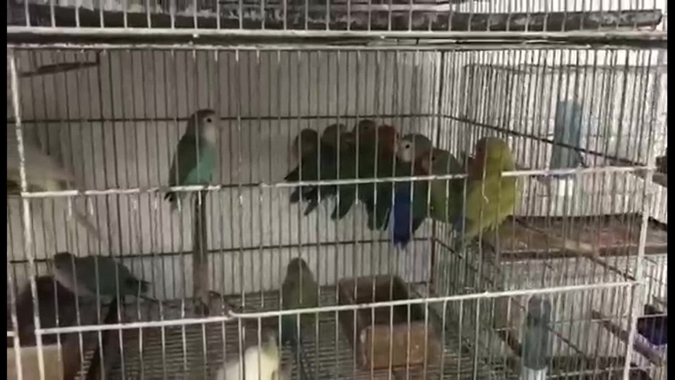 Pássaros foram apreendidos em feira ilegal na Baixada Fluminense — Foto: Reprodução / TV Globo