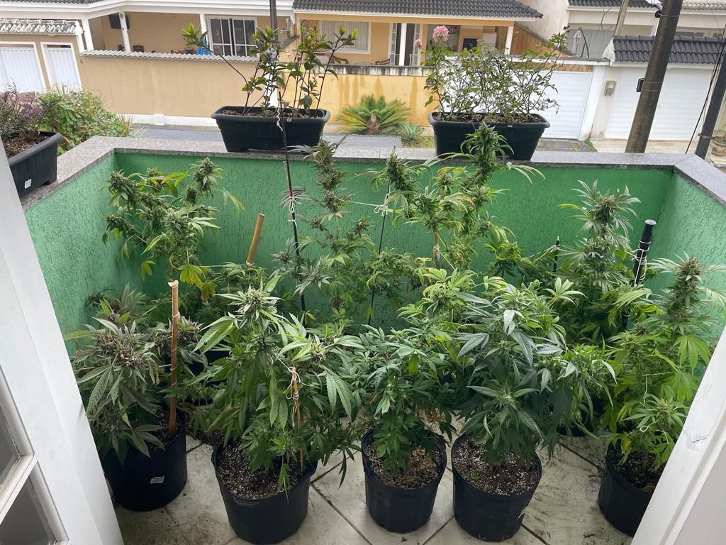 Homem que plantava maconha é preso por tráfico de drogas em Vargem Grande