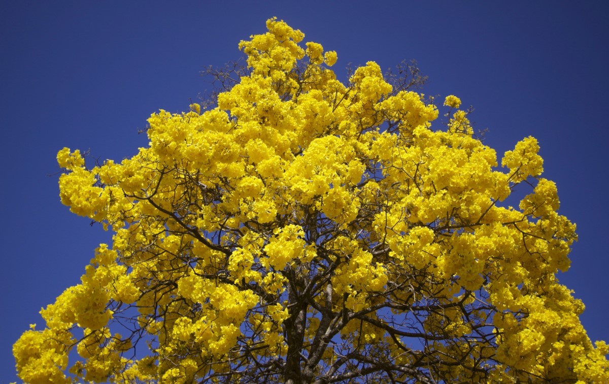 Ipê-amarelo: conheça três espécies populares da árvore e as diferenças -  Casa e Jardim | Plantas