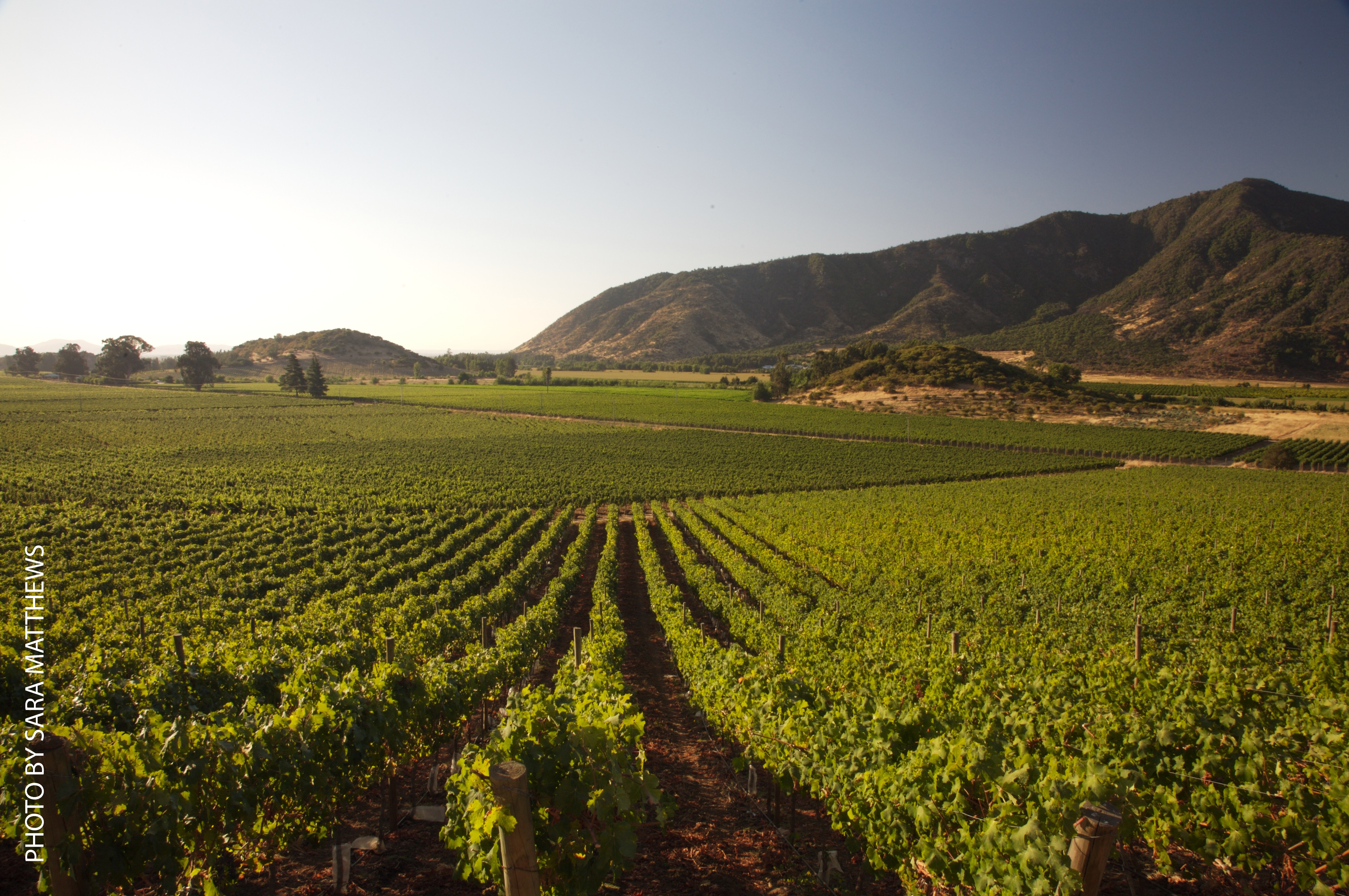 Vineyards of Leon and Nieves Cosmelli in Santa Amelia de Almahue, Cachapoal Valley, Chile, they sell to Casa Lapostolle (Foto: Divulgação)