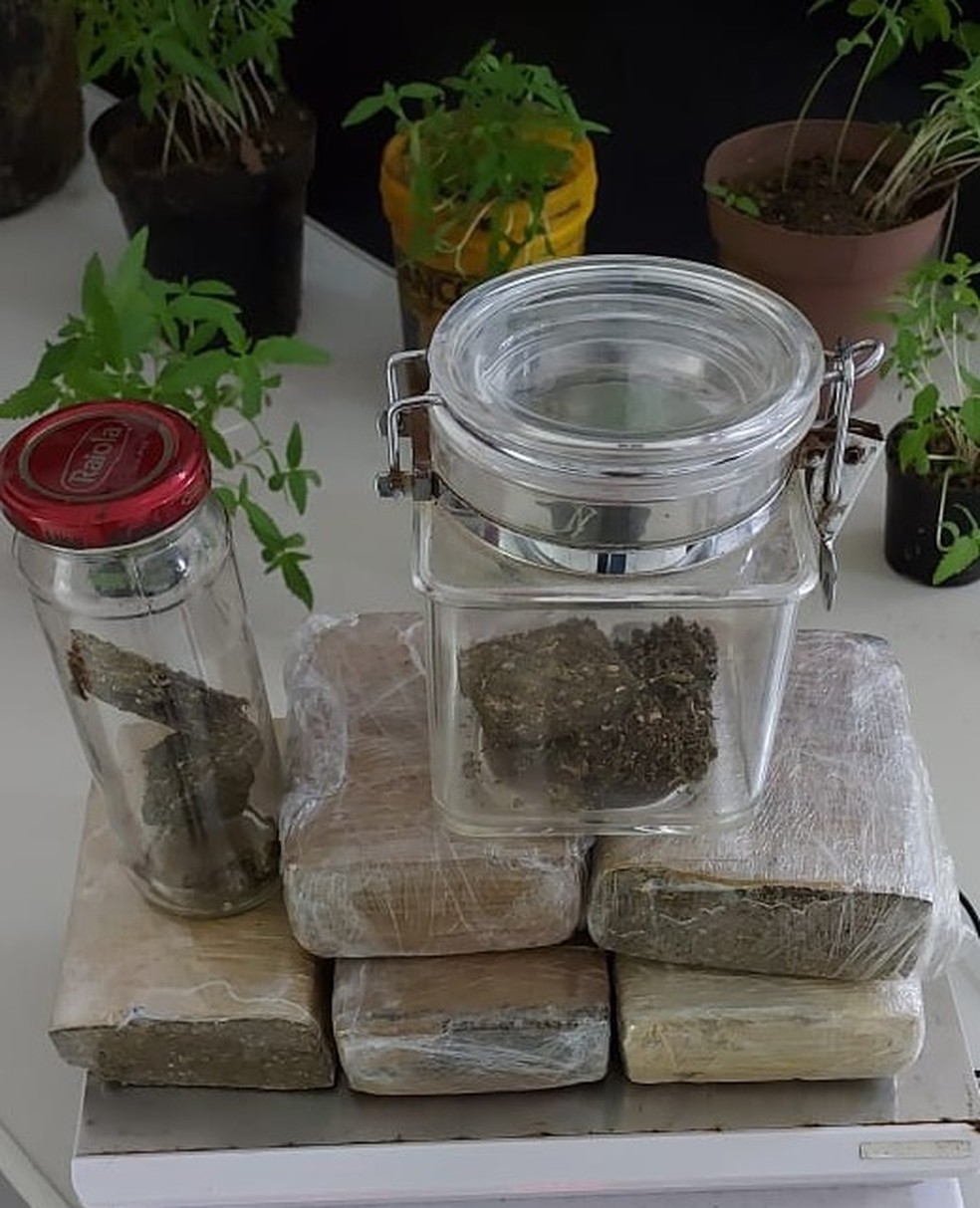 Pol&iacute;cia Civil investigava homem sob suspeita de abastecer pontos de tr&aacute;fico da regi&atilde;o com droga cultivada dentro de casa em Itanha&eacute;m. &mdash; Foto: Divulga&ccedil;&atilde;o/Pol&iacute;cia Civil