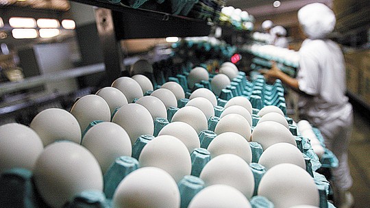 Exportadores brasileiros de ovos buscam novas fronteiras