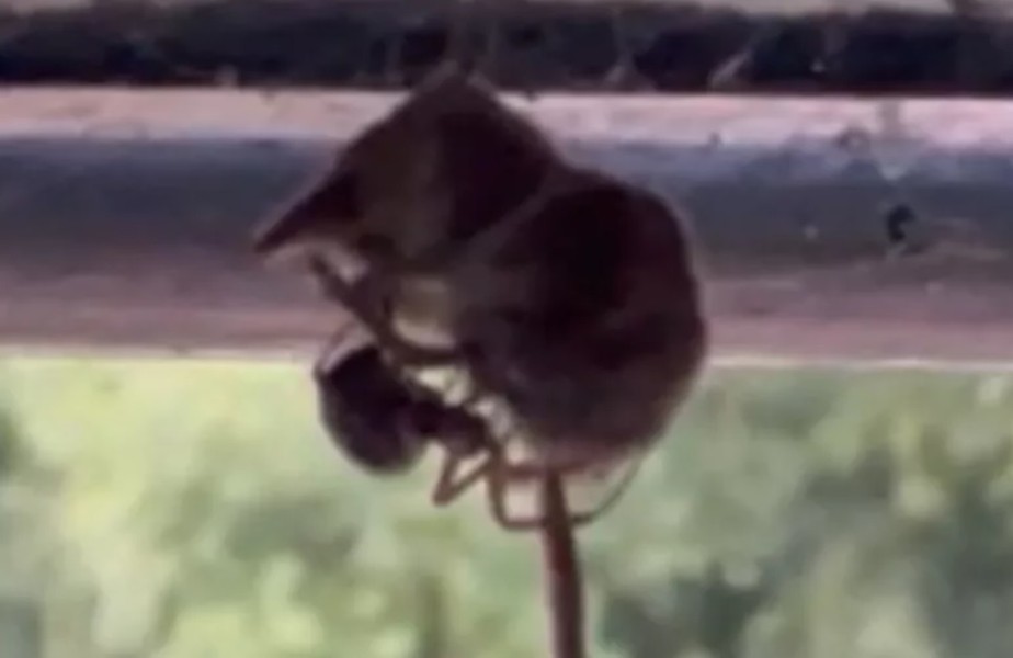 Aranha atacando um musaranho-pigmeu aproximadamente 10 vezes maior que o aracnídeo