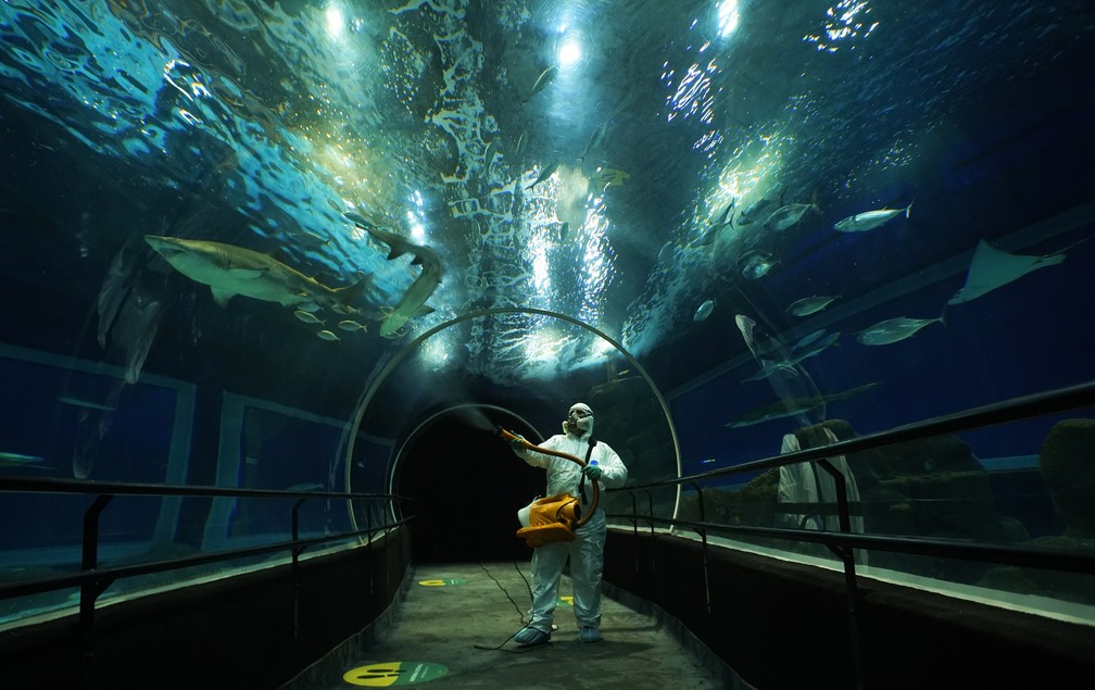 14/8/2020 - Com o início da flexibilização, funcionário sanitiza o túnel do AquaRio na véspera da reabertura — Foto: Marcos Serra Lima/G1