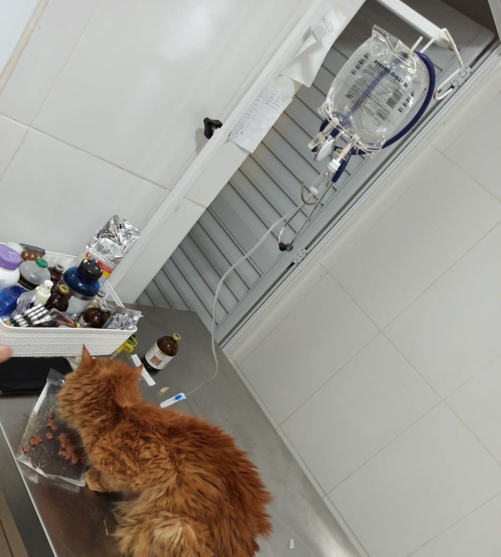 O gato apresentava desidratação severa e magreza excessiva  — Foto: Arquivo Pessoal / Thayrine Oshima