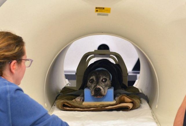 Os cães do estudo foram postos acordados e alertas na máquina de ressonância magnética e tiveram a sua atividade cerebral maepada (Foto: Emory University/ Reprodução)