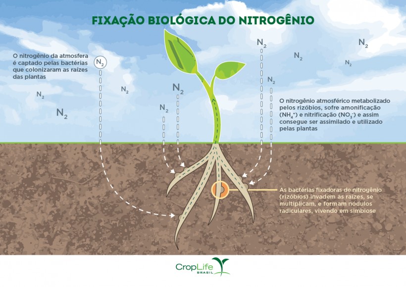 Ilustração mostra como acontece fixação de nitrogênio no solo (Foto: Divulgação/CropLife)