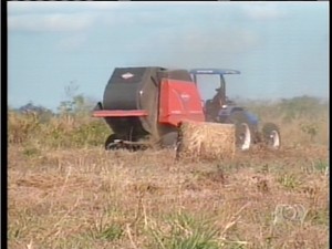 Produção de feno de capim acontece na cidade de Aparecida do Rio Negro, no Tocantins (Foto: Reprodução/TV Anhanguera TO)