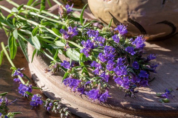 Fresh blooming hyssop twigs (Foto: Getty Images/iStockphoto)