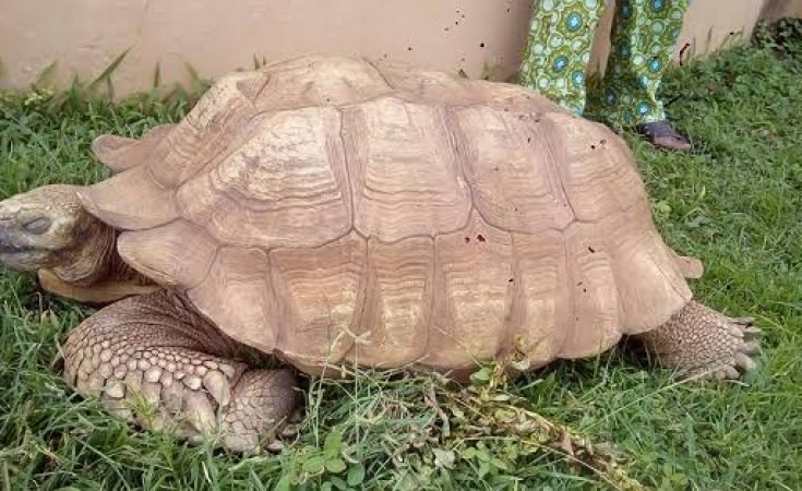 A tartaruga morreu com idade estimada de 344 anos (Foto: Reprodução/Instagram)