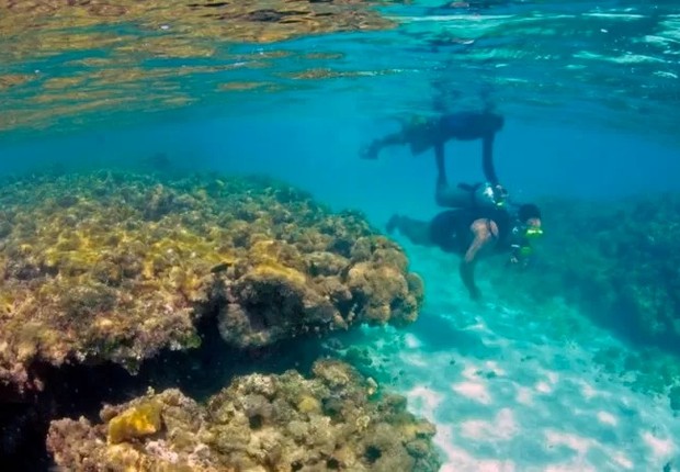 'Podemos machucar os corais ou até matá-los com nosso toque', diz o oceanógrafo Maikon Di Domenico, da UFPR (Foto: GETTY IMAGES via BBC News Brasil)