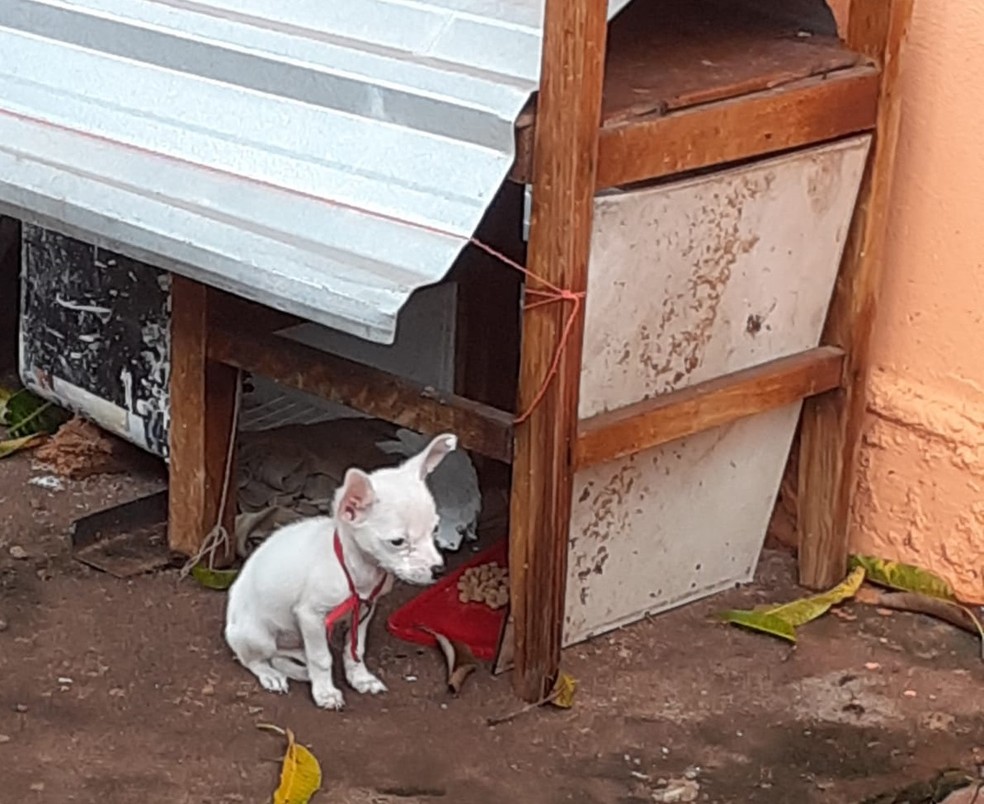 Casal é multado em R$ 6 mil por maus-tratos a dois cães em Teodoro Sampaio (SP) — Foto: Polícia Ambiental
