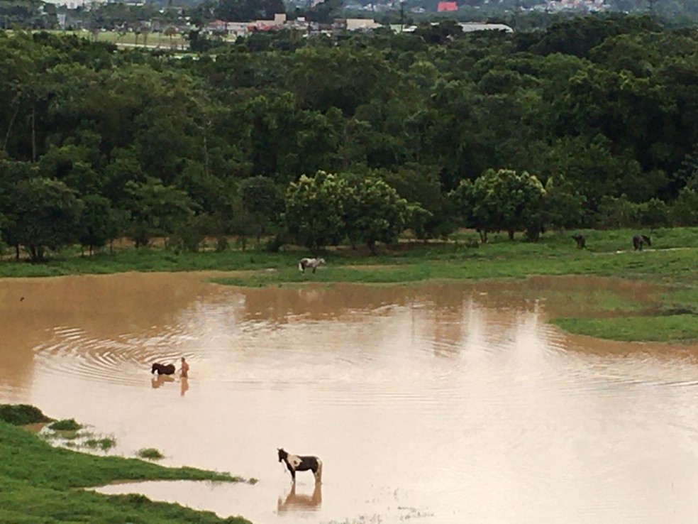 Animais ficaram presos em pasto na cidade de Palhoça, na Grande Florianópolis — Foto: Reprodução/ NSC TV