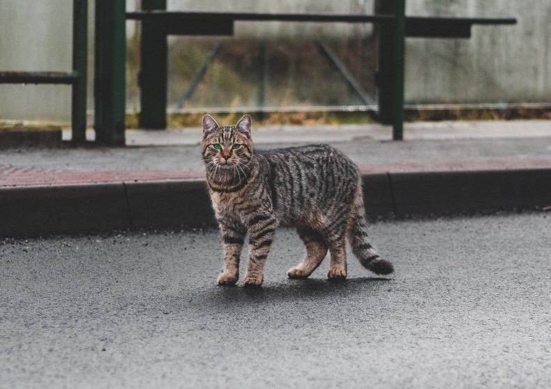 Na foto, o gato da raça ocicat originário da cidade de Berkley, em Michigan, nos Estados Unidos (Foto: Pexels/ Lukáš Vaňátko/ CreativeCommons)
