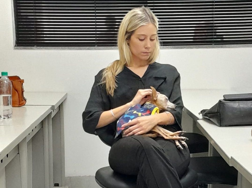 Cachorrinha participou da reunião da Comissão de Proteção e Defesa Animal na OAB de Bauru  — Foto: Thais Viotto/ Arquivo pessoal 