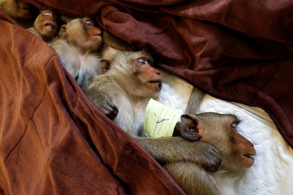 Macacos esterilizados na Tailândia — Foto: Jorge Silva/Reuters