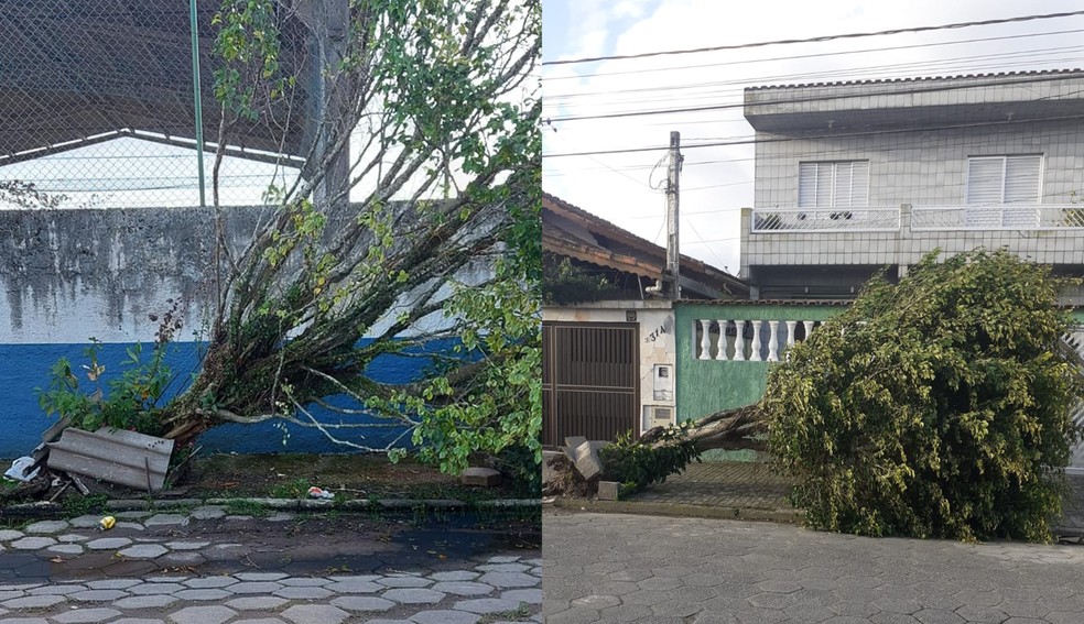 Árvores que caíram em Guarujá (à esq.) e em Mongaguá (à dir.) devido aos ventos fortes — Foto: Reprodução/Redes Sociais