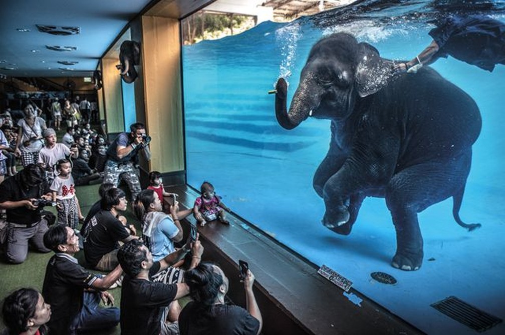 Foto mostra visitantes de um zoológico na Tailândia observando um jovem elefante se apresentar embaixo d'água — Foto: ADAM OSWELL/WPY