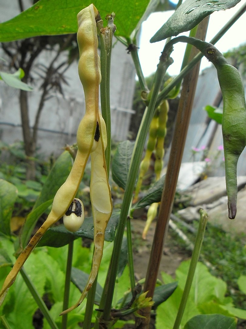 Pé de feijão-fradinho (Vigna unguiculata) (Foto: Wikimedia Commons )