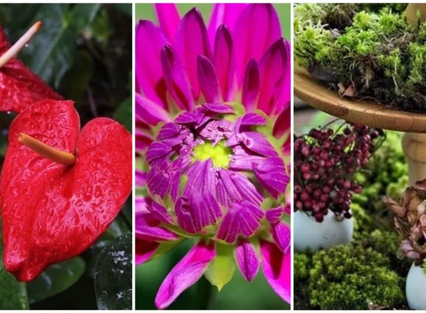 5 flores e plantas com boa oferta neste mês de abril (Foto: Divulgação)