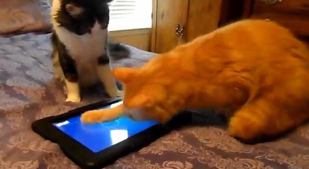 Gatos se divertem jogando joquinho de "caçar" peixe (Foto: Reprodução/YouTube/Tigerpixie)