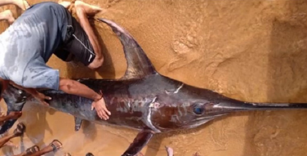 Peixe Espadarte Morre Apos Encalhar Na Praia De Manguinhos Na Serra Es Espirito Santo G1