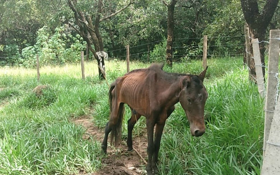Cavalo  resgatado em estado de desnutrio em Franca, SP  Foto: Guarda Civil Municipal/Divulgao