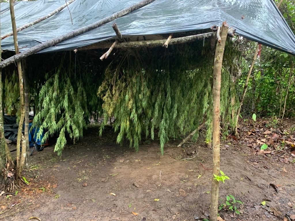 Polícia Civil localiza e destrói plantação de maconha no Maranhão