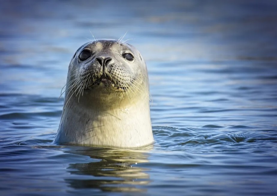 Ferramenta de reconhecimento facial é usada para rastrear focas e entender mais sobre o seu ecossistema