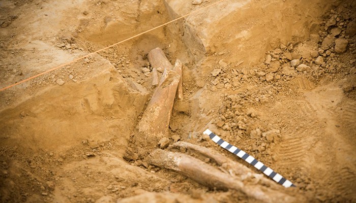 A equipe da Waterloo Uncovered encontrou pelo menos três ossos de perna (Foto: Waterloo Uncovered)