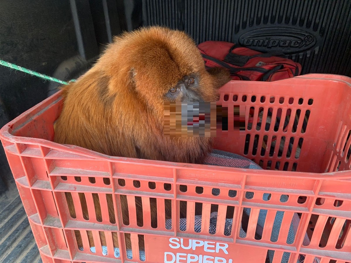 Macaco Bugio é Resgatado Após Ser Encontrado Ferido Em Rodovia De Sc Santa Catarina G1 5976
