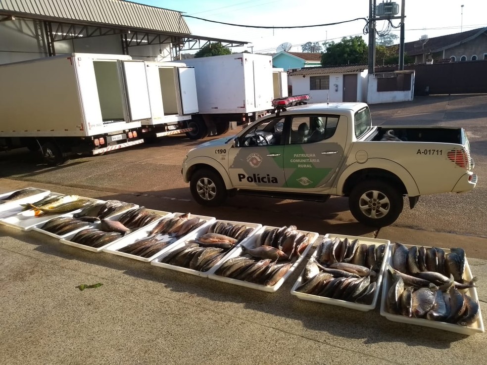 Peixes apreendidos pela Polícia Ambiental de Pirassununga (Foto: Polícia Militar Ambiental/Divulgação)