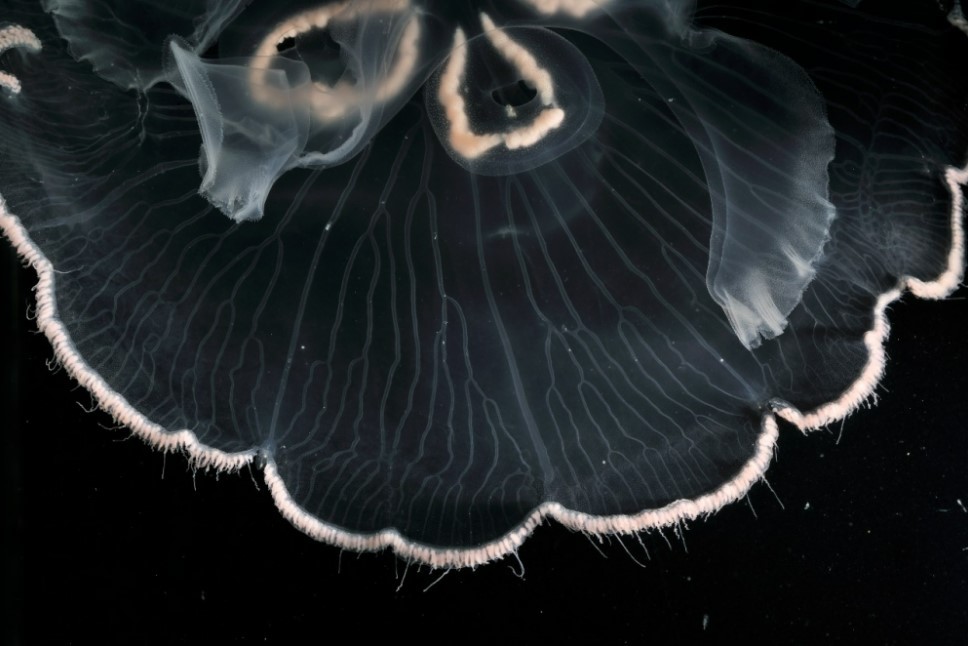 Una nueva especie de medusa descrita para Brasil, Aurelia cebimarensis, lleva el nombre del Centro de Biología Marina de la USP (CEBIMar) y se encuentra en la playa donde se encuentran las instalaciones del centro, en São Sebastião (Foto: Alvaro Migotto)