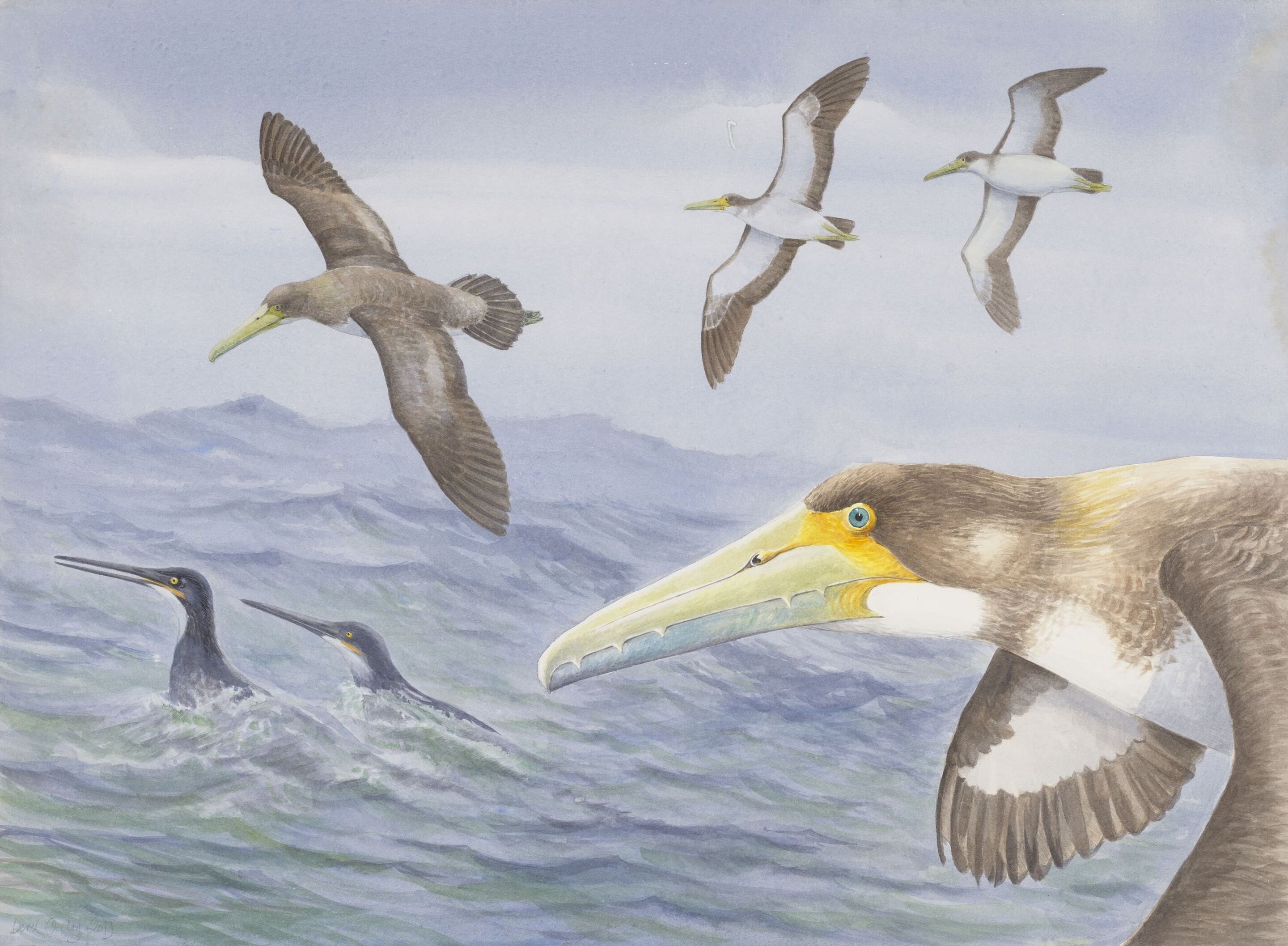 Um dos pássaros mais antigos do mundo viveu na Nova Zelândia, há 62 milhões de anos (Foto: Creative Commons)