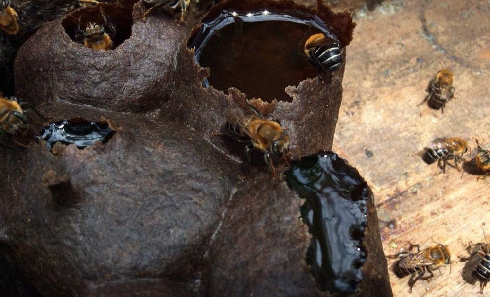 Melgueira de abelhas sem ferrão ficam cheias, principalmente, durante a florada (de setembro a maio) — Foto: Meliponário Costa do Sauípe/ Divulgação
