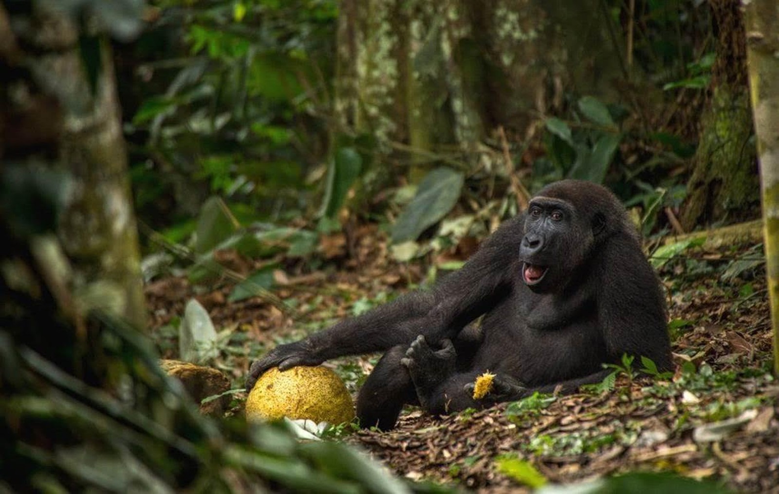 Daniel Nelson foi escolhido Jovem Fotógrafo de Vida Selvagem do Ano por essa foto de um gorila  (Foto: Daniel Nelson/WPY/BBC)