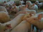 Criadores de suínos comemoram aumento de 40% no preço da carne