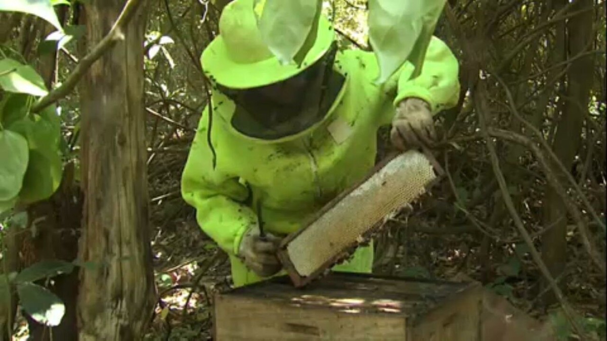 Produção de soja com mel: projeto une preservação ambiental com geração de renda