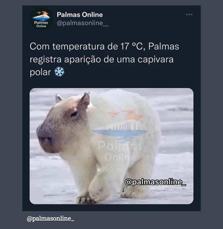 Cidades do TO registram friozinho na madrugada e moradores brincam com 'capivara polar' e outros memes na web