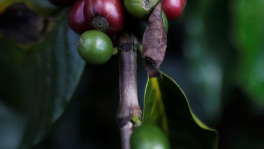 Produção de café da Colômbia cai 12% em 2022 e é a menor em nove anos