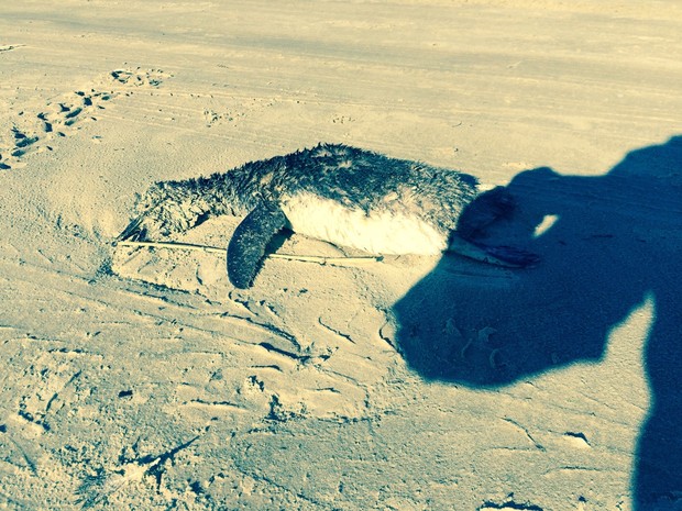 Pinguins encontrados no Litoral do RS passam por tratamento em universidade  de Rio Grande, Rio Grande do Sul