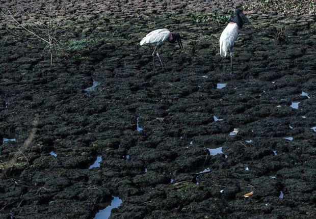 Tuiuiús (ou jaburus) buscam alimentos em trecho que secou em meio à crise hídrica do Pantanal (Foto: AHMAD JARRAH via BBC)