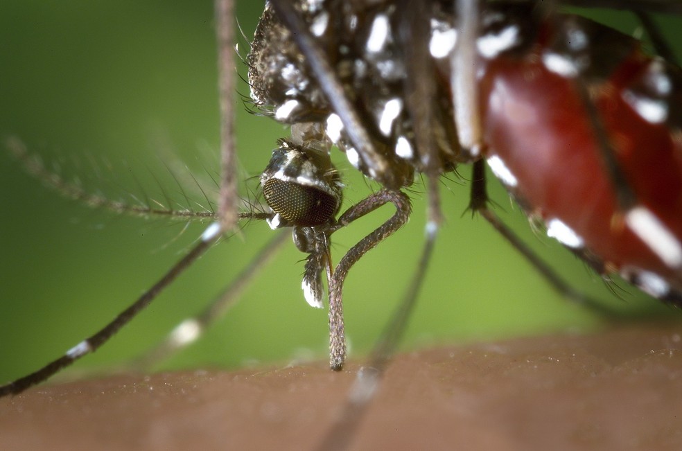 Casos de dengue caíram 29% em uma semana em Visconde do Rio Branco, segundo levantamento da SES (Foto: Pixabay/Divulgação)