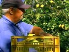 Agricultores gaúchos comemoram o aumento da safra da pera no RS