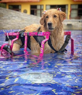 Cachorros especiais também são bem vindos na piscina de pets