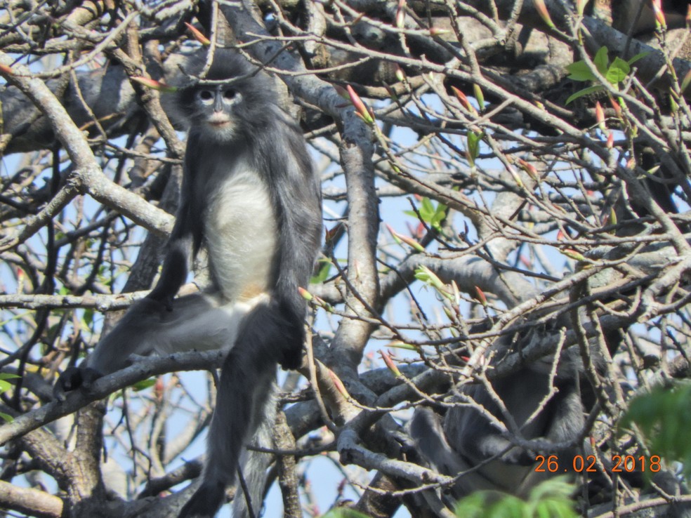 Nova espécie de primata vive nas florestas do centro de Mianmar — Foto: German Primate Center/AFP